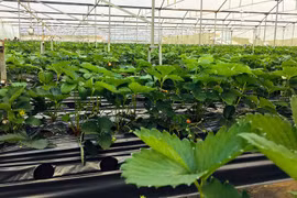 L’agrotourisme a le vent en poupe à Sapa
