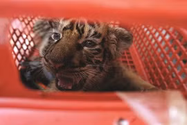 Le Parc national de Pù Mat au chevet de sept bébés tigres