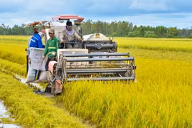 Kiên Giang développe la production de riz de haute qualité à faible émission de carbone 