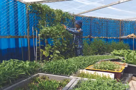 Faire de Truong Sa un écrin de verdure 