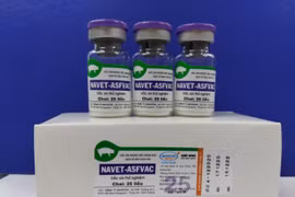 Le Vietnam produit avec succès un vaccin contre la peste porcine africaine 