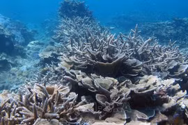 Stratégie nationale de la biodiversité à l'horizon 2030 approuvée