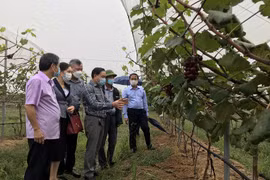 Le Fonds de soutien aux agriculteurs de Bac Ninh, - le "levier" pour améliorer leur vie 