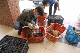 L’"Hôpital spécial" qui soigne les animaux sauvages à Pù Mat