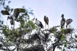 Le Vietnam s’efforce de conserver des oiseaux sauvages