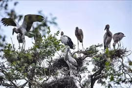 Le Vietnam dans le top 16 mondial à la biodiversité la plus riche 