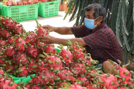 Lao Cai: réexportation à titre expérimental de produits agricoles vers la Chine