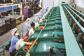 Lâm Dông vise une agriculture durable et moderne