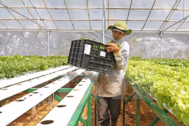 Ha Nam: une compagnie japonaise envisage d’investir dans la production de légumes bio 