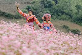 Les fleurs de sarrasin en vedette sur le plateau karstique de Dong Van