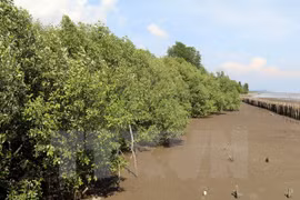 Aide japonaise pour la plantation de mangroves