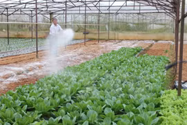 La JICA soutient le Vietnam dans l'établissement de la chaine de valeur agricole