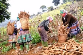 Les exportations nationales de manioc tablent sur 1,5 milliard de dollars cette année