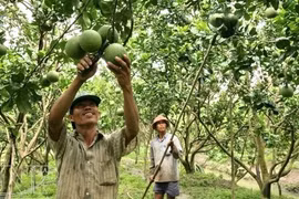 Le pamplemousse à peau verte de Sông Xoài obtient le certificat VietGAP