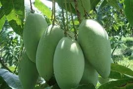 Elargissement des débouchés pour les fruits vietnamiens 