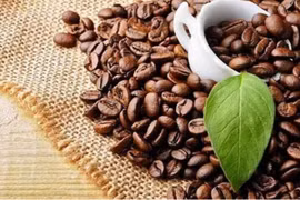 Les exportations de café ont dépassé deux milliards de dollars en cinq mois