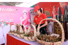 Les ginsengs de Ngoc Linh exhibent leurs racines en pleine foire à Kon Tum