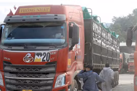 Lang Son facilite les exportations de fruits vers la Chine