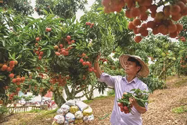 Trân Van Hành, le "sorcier des litchis"