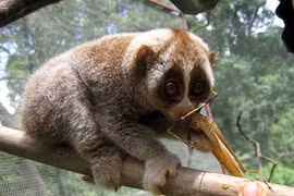 Conservation des loris dans la réserve naturelle de Xuân Liên
