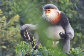 Pour protéger les doucs langurs à pattes grises (Pygathrix cinerea) à Phu Yen