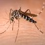 Les cas de dengue au Laos augmentent au milieu des pluies continues
