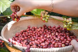 Les produits agricoles vietnamiens sont populaires dans la province chinoise du Guangdong