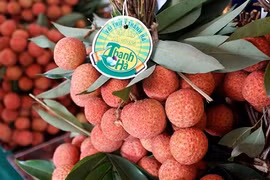 Hai Duong active dans la commercialisation de litchis