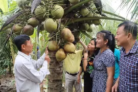  Le Vietnam vise des exportations de produits à base de noix de coco d’un milliard de dollars