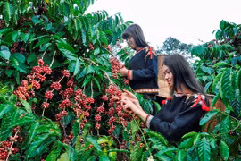 Le secteur du café s'adapte au nouveau règlement anti-déforestation de l'UE 