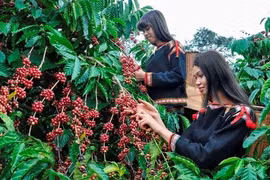 Promotion agricole communautaire pour produire du café sans provoquer de déforestation