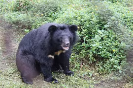 Ninh Binh développe le tourisme associé à la conservation des ours
