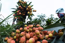 Des centaines de commerçants chinois s'inscrivent pour acheter du litchi de Bac Giang