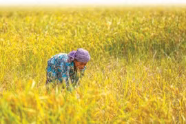 Le Cambodge affiche quelque 89 millions d'USD d'exportations de riz vers la Chine au 1er semestre