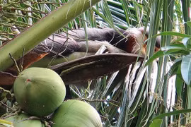 Protection de trois doucs langurs à pattes grises à Phu Yen