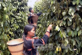 Pour produire et commercialiser des produits agricoles sans provoquer de déforestation