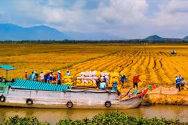 Agriculture: Le delta du Mékong a d’importants potentiels pour attirer des investisseurs
