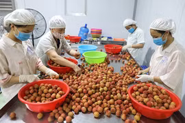 La promotion des exportations de fruits vietnamiens au menu d’un séminaire à Ho Chi Minh-Ville