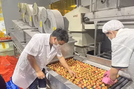 Bac Giang et Hai Duong garantissent la qualité des litchis d’exportation