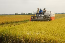 La Norvège finance la riziculture hybride du Vietnam pour l'adaptation au changement climatique