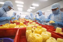 Les activités d'exportation de fruits et légumes demeurent dynamiques 