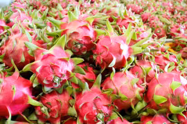 Les exportations de fruit du dragon rapportent plus de 47 millions de dollars depuis janvier