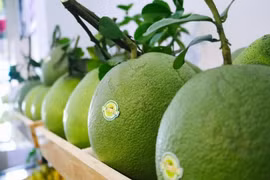 Les exportations de fruits et légumes ont la pêche en deux premiers mois de 2023