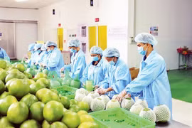 Promotion de l'exportation des produits agricoles du Vietnam vers l'Europe