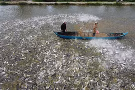 La production de pangasius devrait augmenter de 2,8 % en 2024