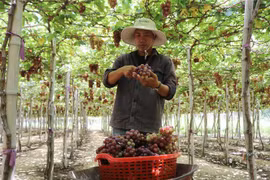 Ninh Thuan transforme l'agriculture de haute technologie en fer de lance économique