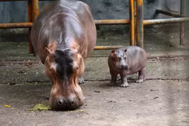 Hô Chi Minh-Ville: une femelle hippopotame a donné naissance à un adorable bébé