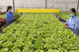 L’agriculture bio promise à un bel avenir au Vietnam