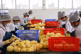 La Chine délivre 435 codes pour des entreprises d'exportation du Vietnam 