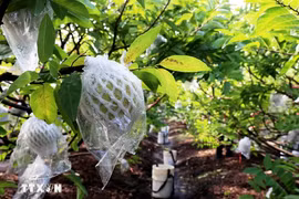 Le pommier cannelle est cultivé selon le modèle de l'application de la haute technologie jusqu'au moment de la récolte à Tay Ninh. Photo : Hong Dat/VNA
